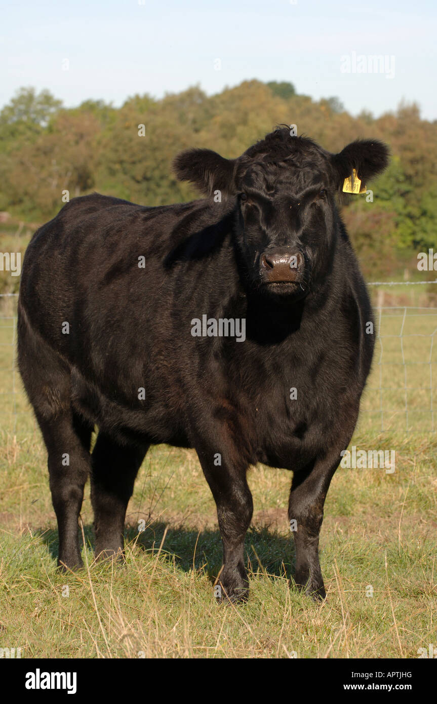 Aberdeen Angus cattle in field early autumn Cumbria Stock Photo