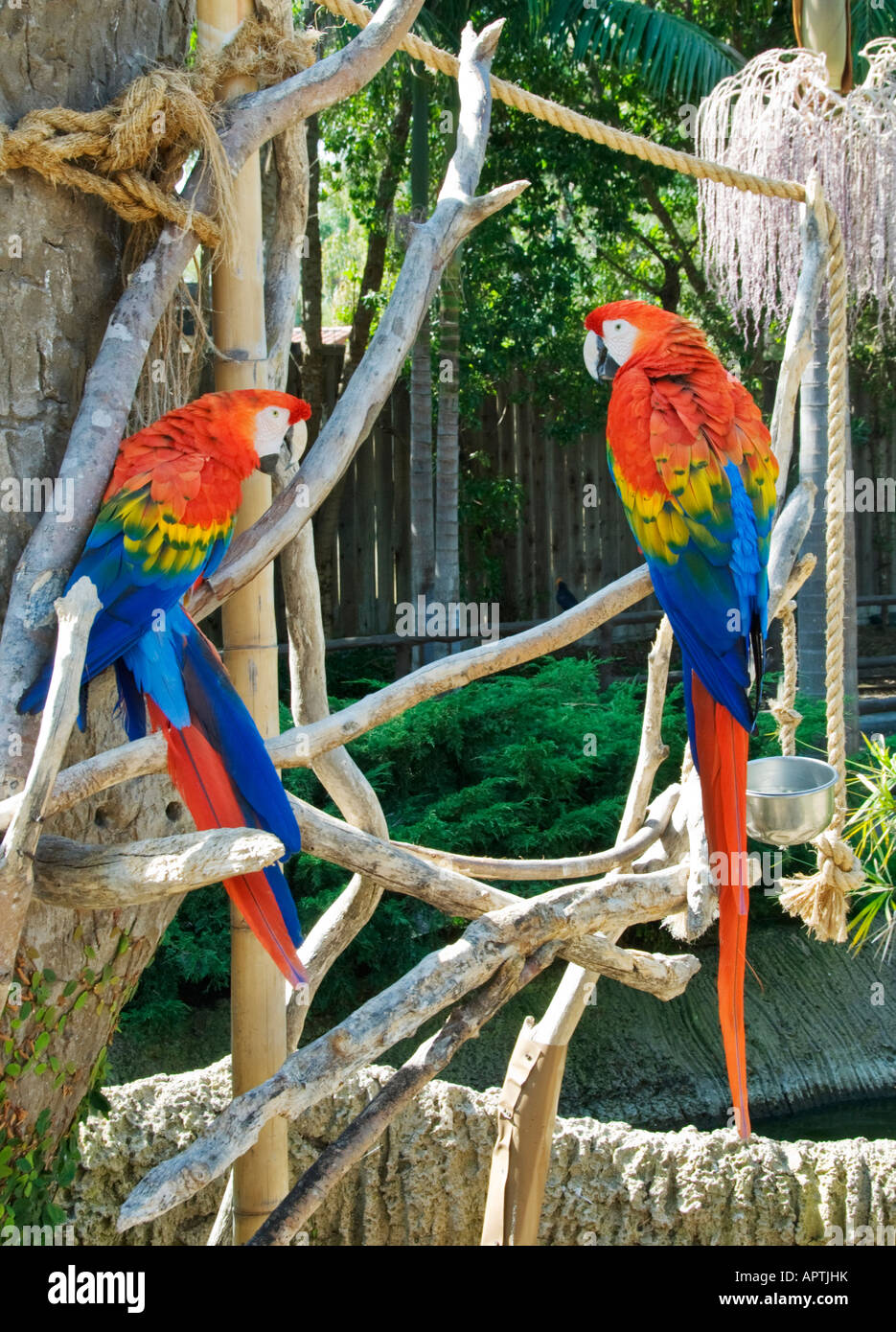 California Santa Barbara Zoo Scarlet Macaw Ara macao pair Stock Photo ...