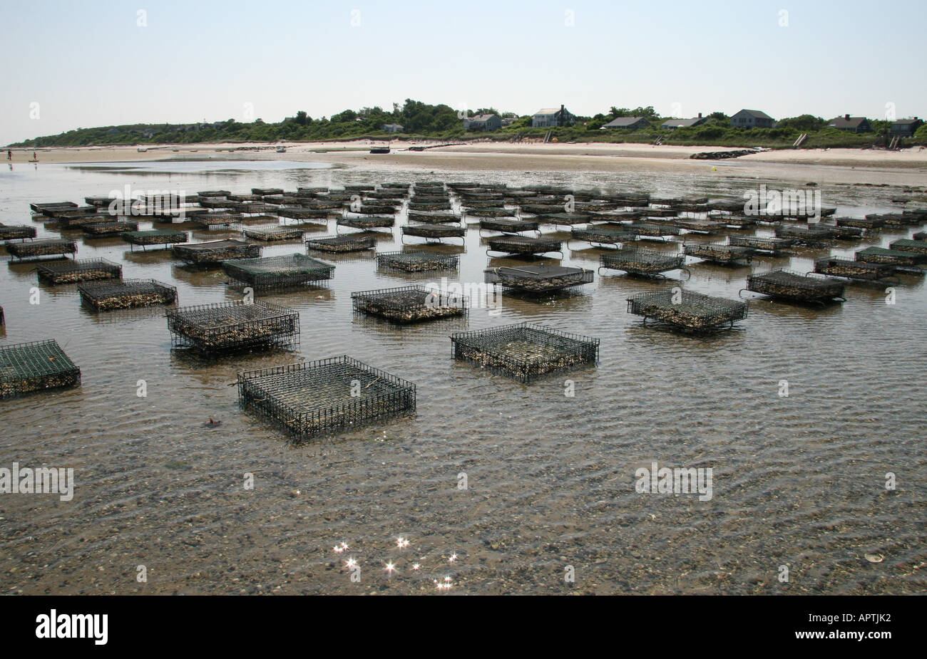 Oyster beds at low tide in Brewster Stock Photo Alamy