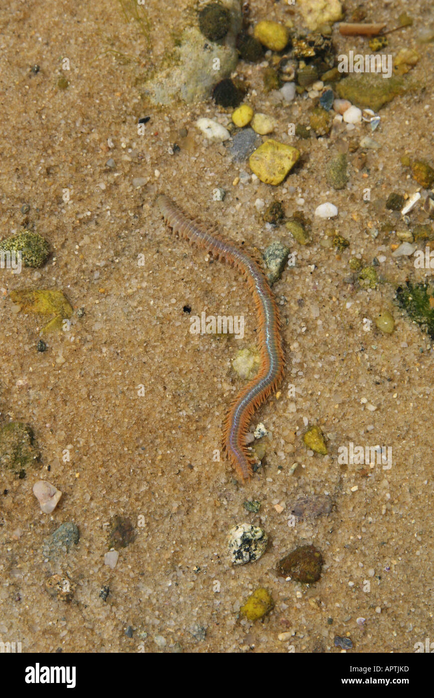 Ragworm hunting from hole in sand. Stock Photo