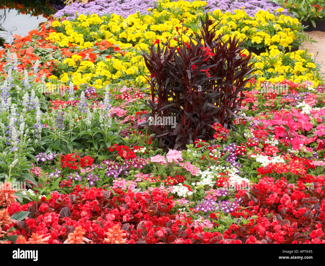 Tatton Flower Show Traditional flower bed with colourful annuals Stock Photo