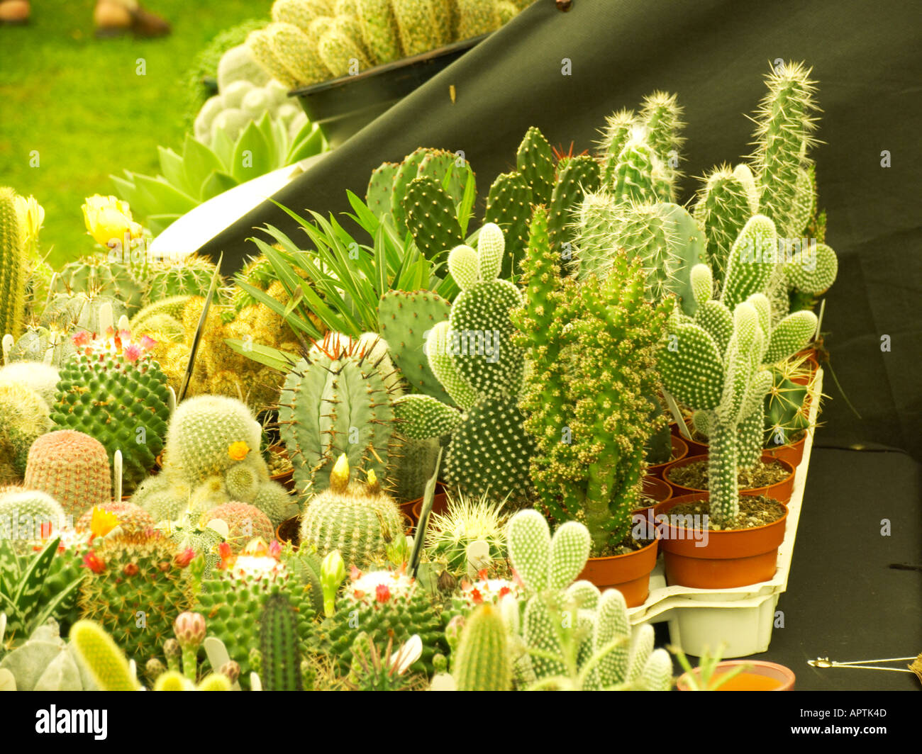 Tatton Flower Show Display of cacti in a marquee Stock Photo