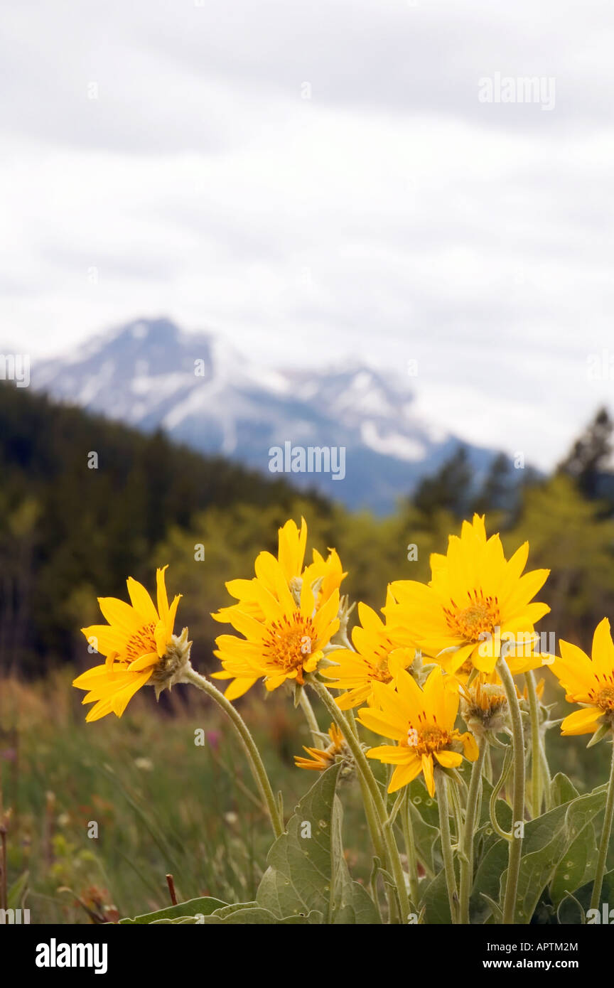 Arnica rocky mountain wild flower hi-res stock photography and images