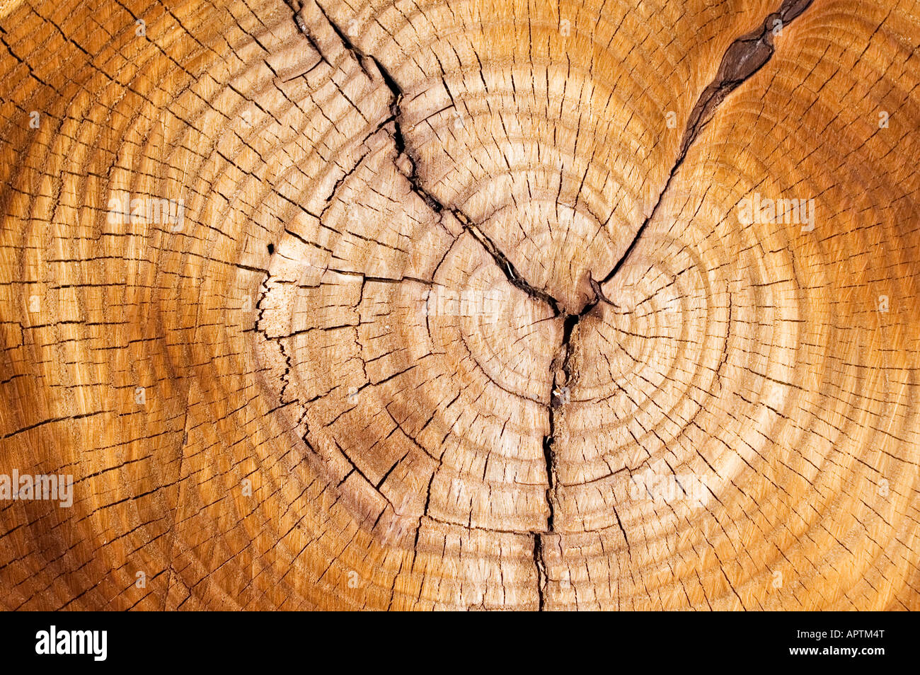 Tree rings Stock Photo