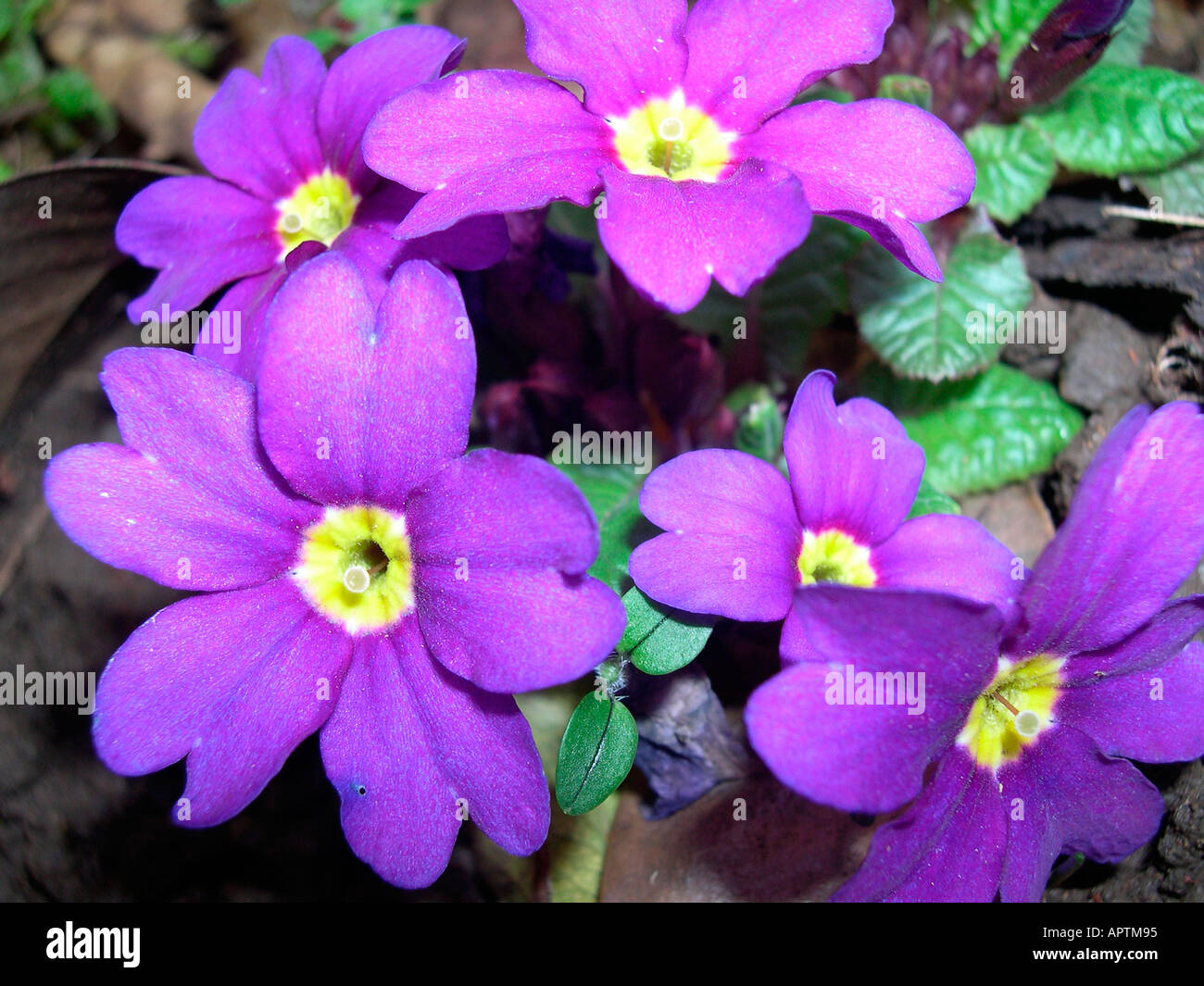 a purple primula plant growing in a garden Stock Photo