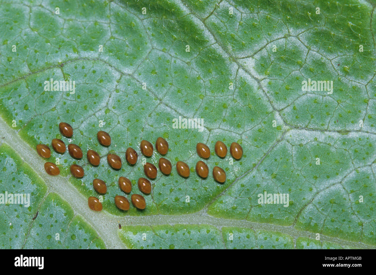 Insect eggs on the underside of a pumpkin leaf Stock Photo Alamy