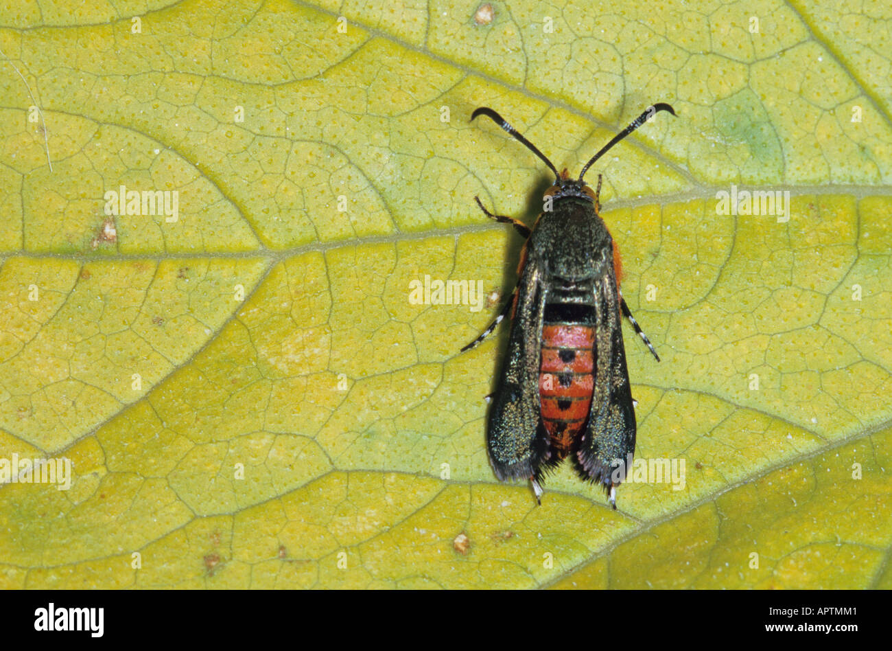 Squash vine borer (Melittia satyriniformis) adult on a pumpkin leaf