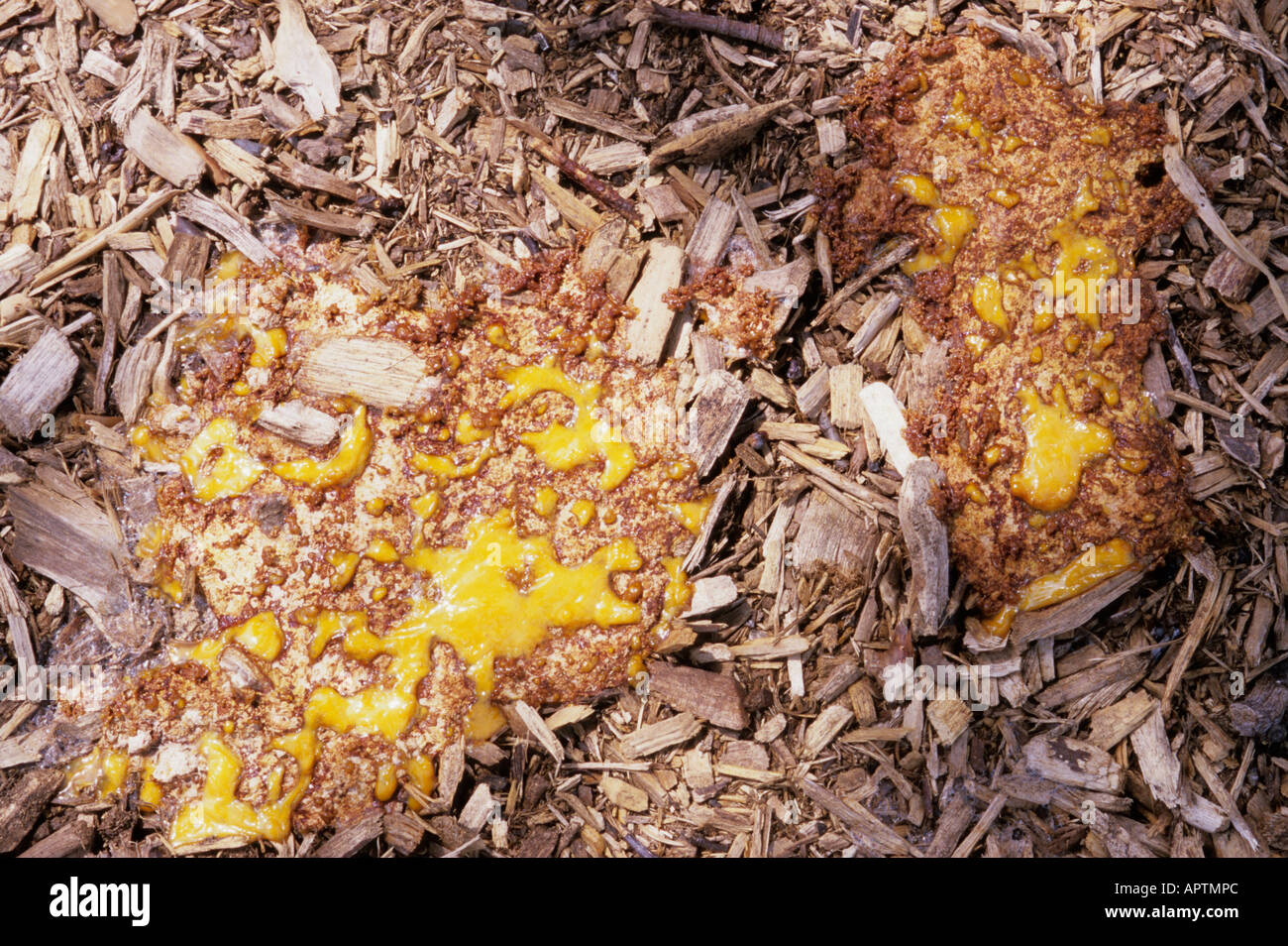Dog vomit slime mold (Fuligo septica) in an urban flower bed.  Missouri, USA. Stock Photo