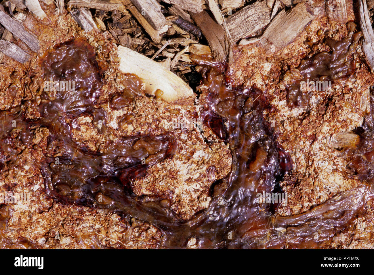 Dog vomit slime mold (Fuligo septica) during  the transition from plasmodium to aethalium.   Missouri, USA. Stock Photo