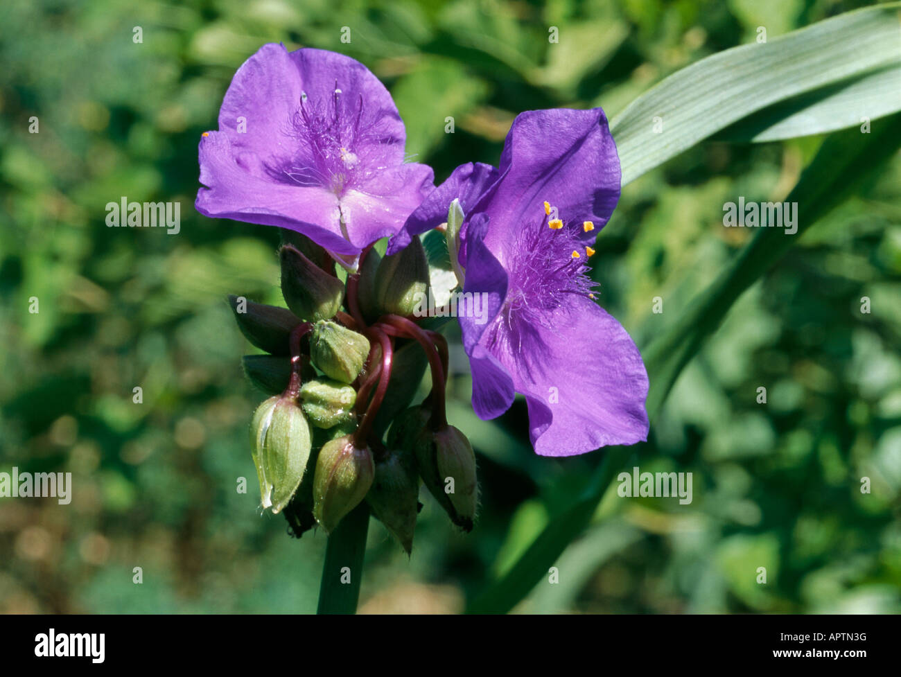 Tradescantia andersoniana purple cluster of small dainty flowers Stock Photo