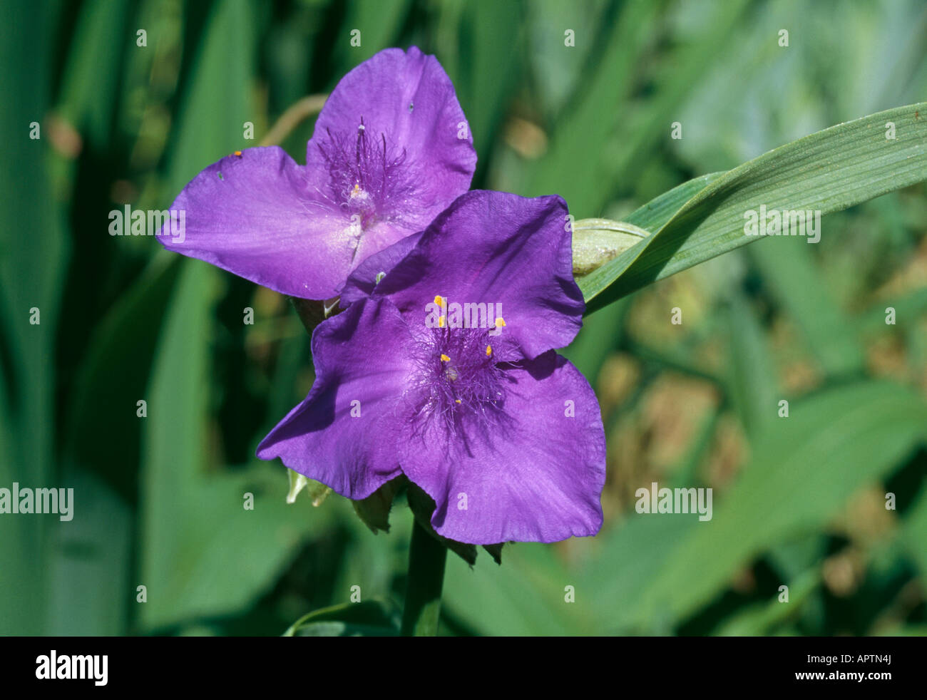 Tradescantia andersoniana purple cluster of small dainty flowers Stock Photo