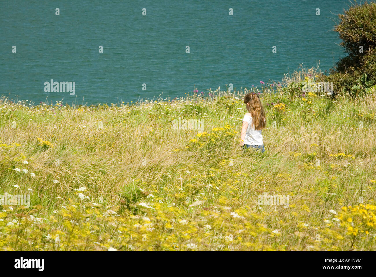 Young girl walking in wild flower meadow on top of cliffs overlooking sea Purbeck Dorset UK Stock Photo
