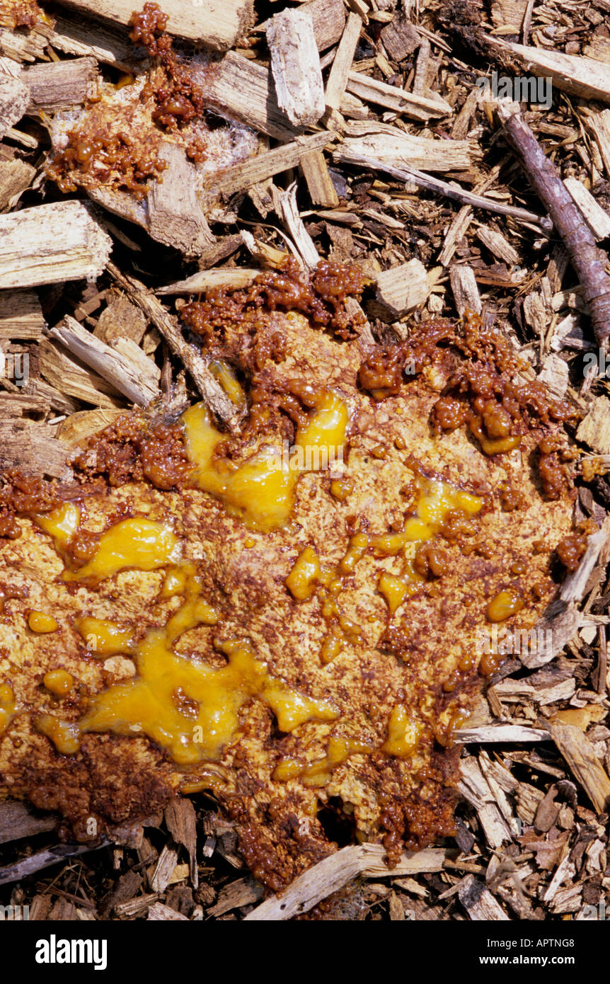 Dog vomit slime mold (Fuligo septica) during the  transition from plasmodium to aethalium.  Missouri,  USA. Stock Photo
