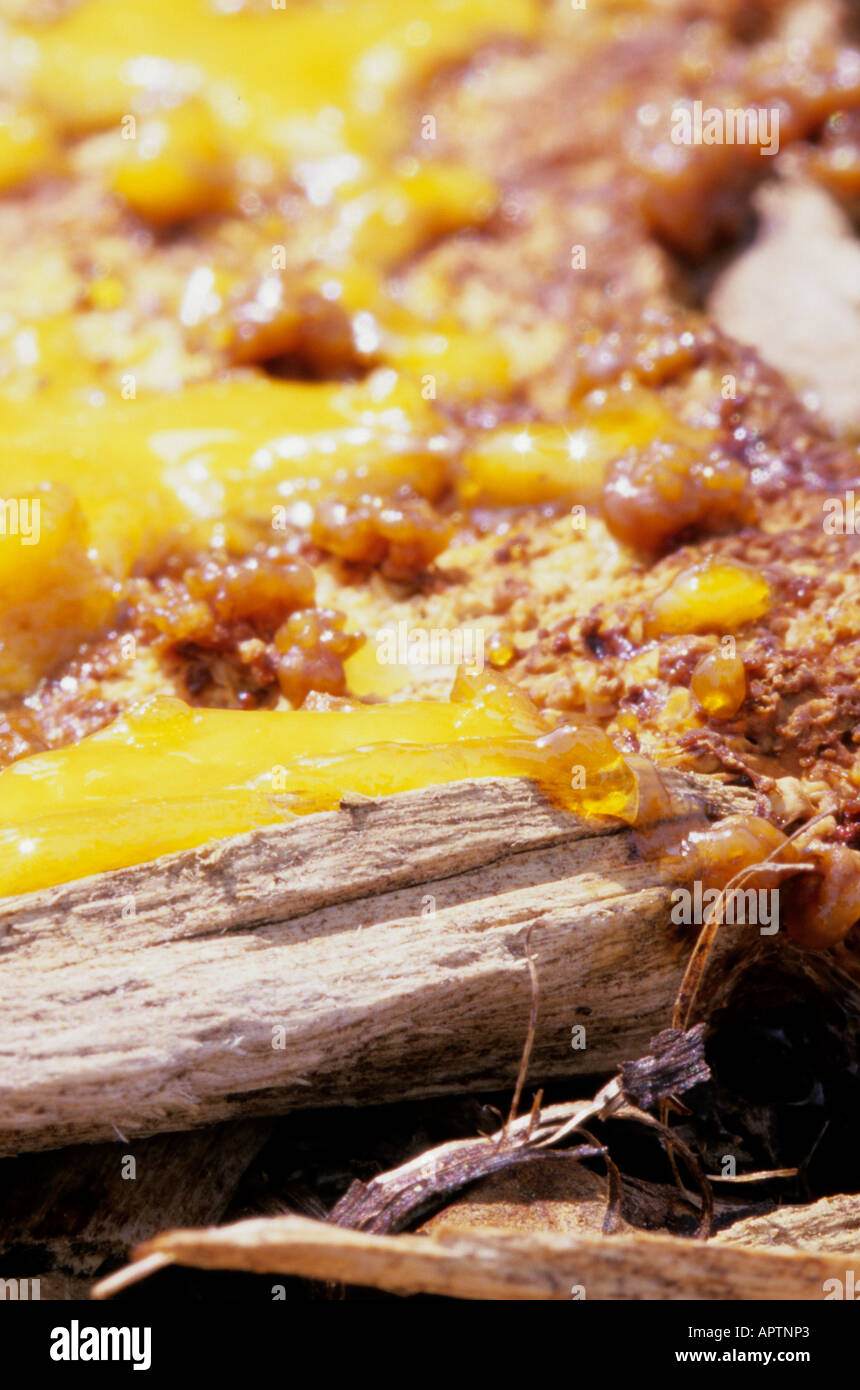 Dog vomit slime mold (Fuligo septica) plasmodium  oozes over a wood chip in an urban flower bed.   Missouri, USA. Stock Photo