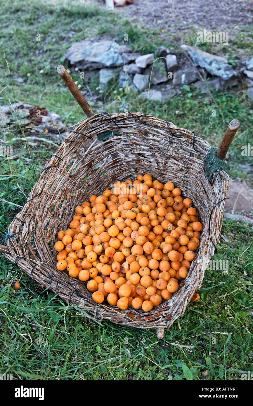 Apricot gathering at a farm in Ladakh India Stock Photo Alamy