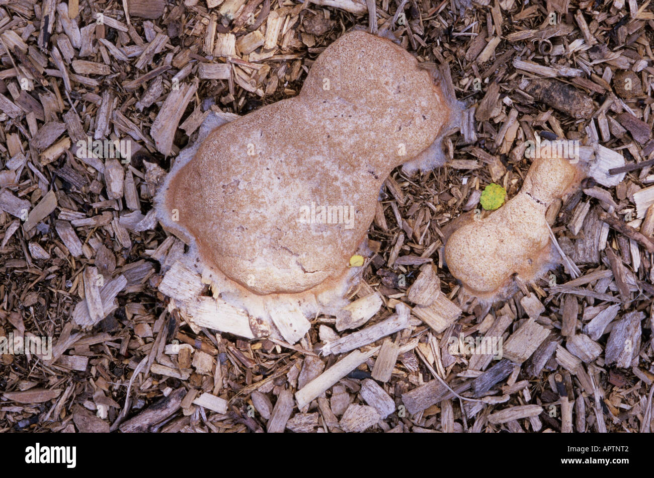 Aethalium containing the spores of the dog vomit slime mold (Fuligo septica) in an urban flower bed.  Missouri, USA Stock Photo