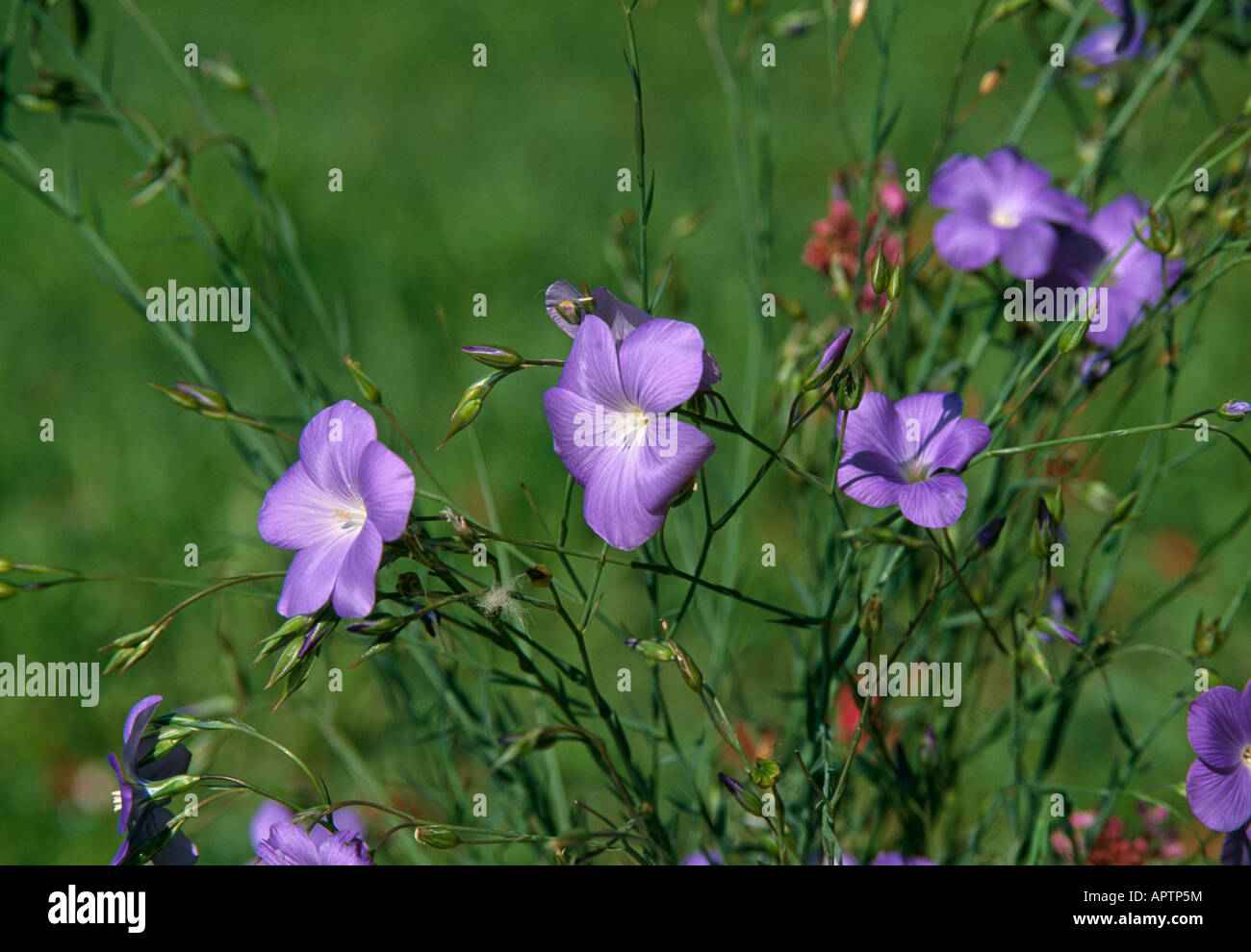 Linum perenne blue slender a sunlit meadow in summer Stock Photo