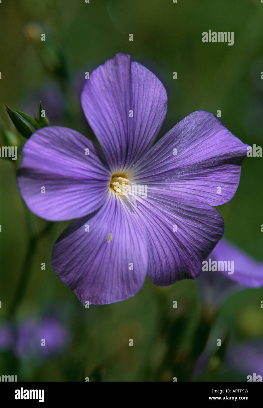 Linum perenne blue natural elegance in a wild flower Stock Photo