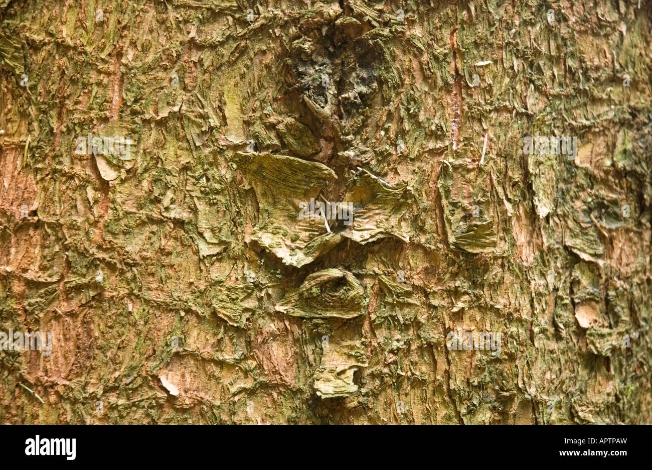 A close up image of tree bark showing the texture. Stock Photo