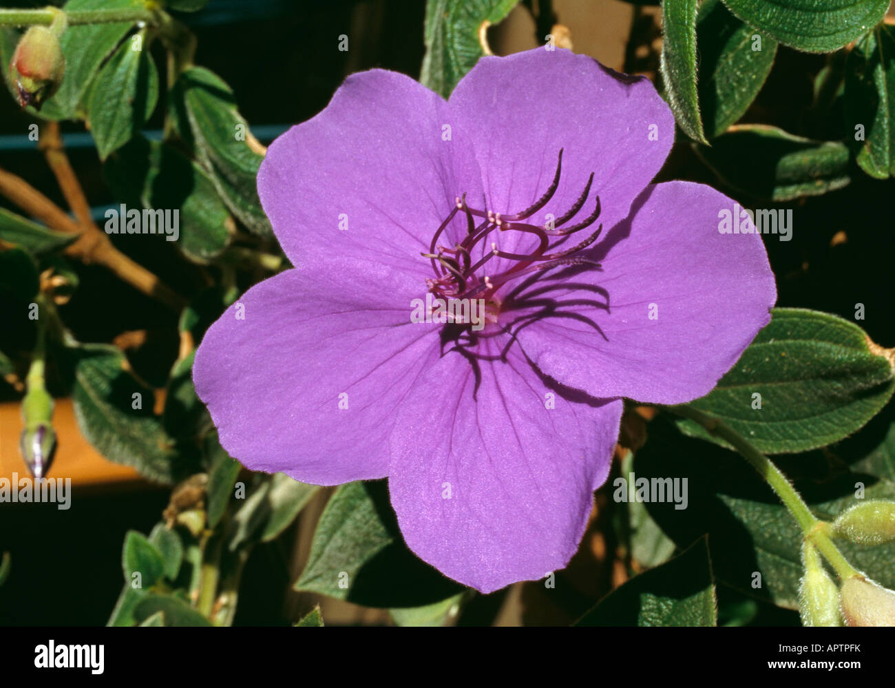 Tibouchina semidecandra purple surprising and spectacular stamens Stock Photo