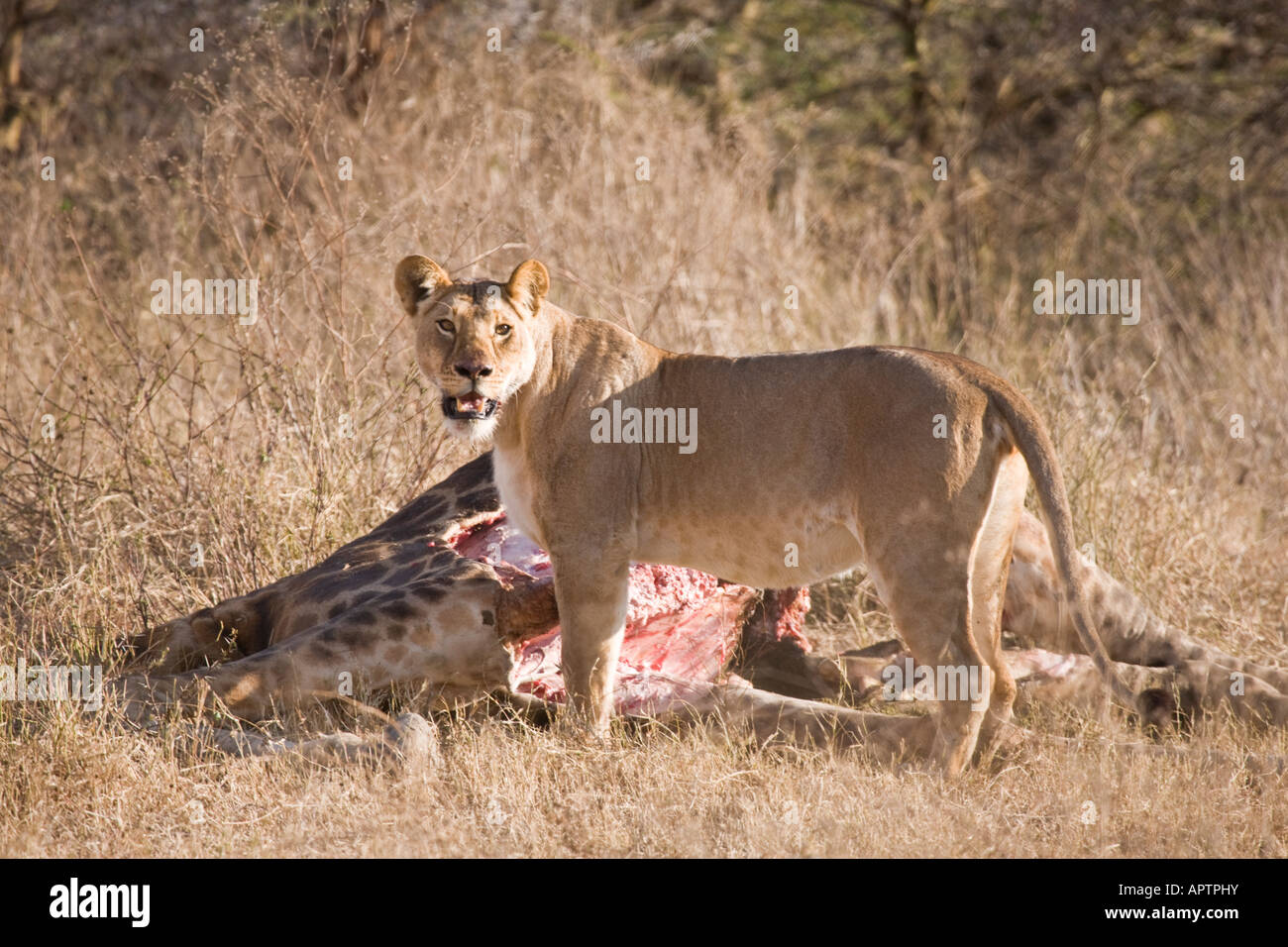 Lion (panthera leo) feeds on a giraffe kill; Ndutu, Ngorongoro Conservation Area (near Serengeti), Tanzania, East Africa. Stock Photo