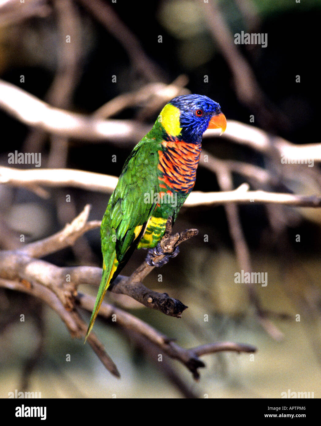 Birds hi-res stock photography and images - Alamy