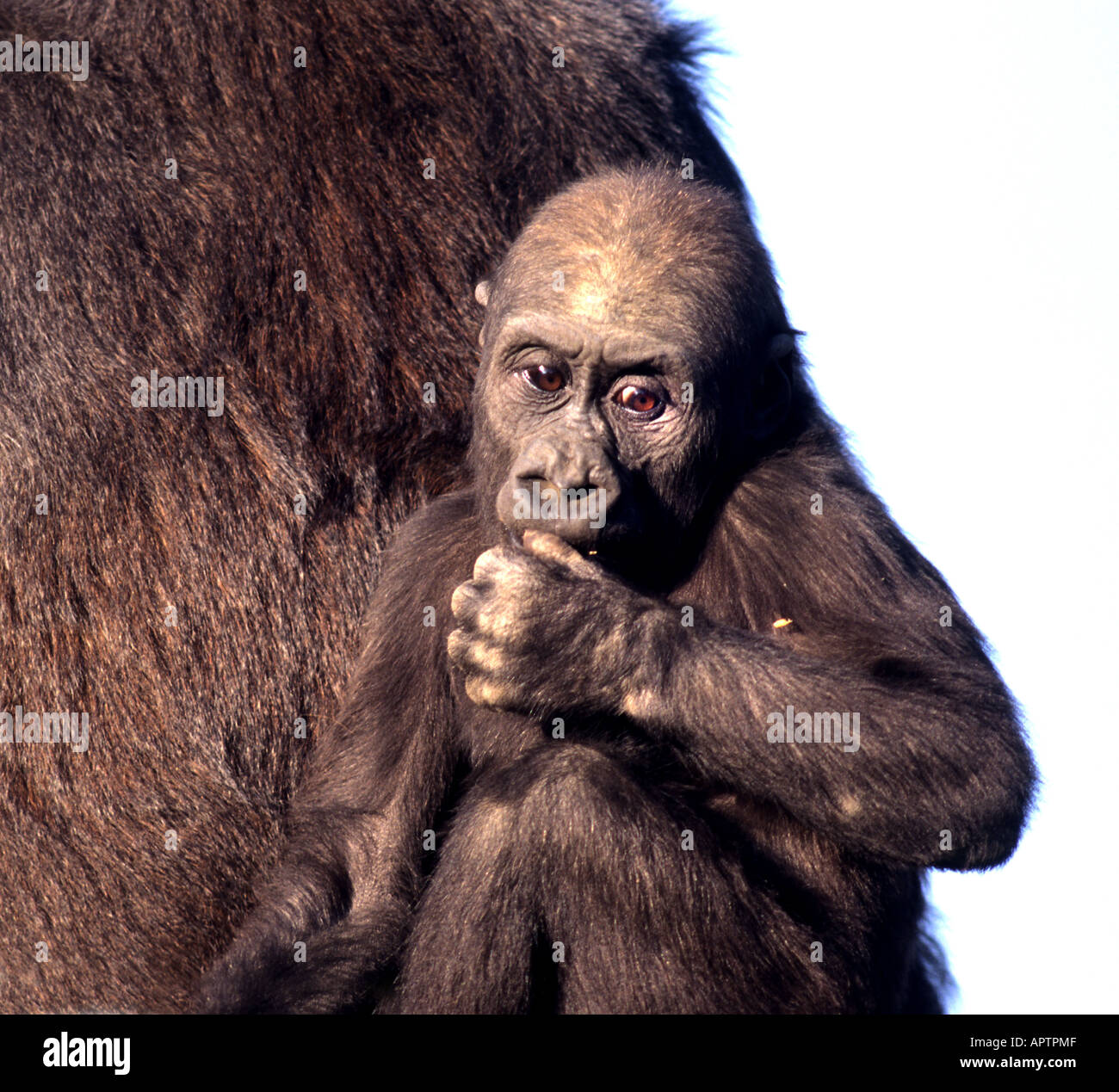 The mountain gorilla is the rarest of all the apes, and there are only about 600 left in the mountainous region that straddles U Stock Photo