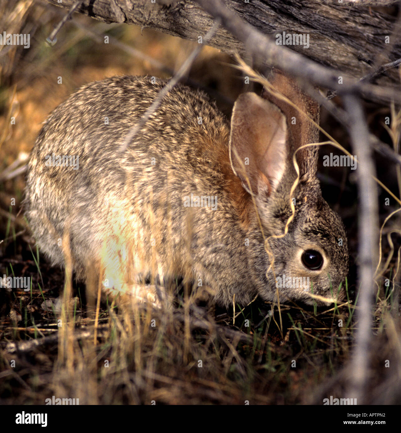 Southo hires stock photography and images Alamy