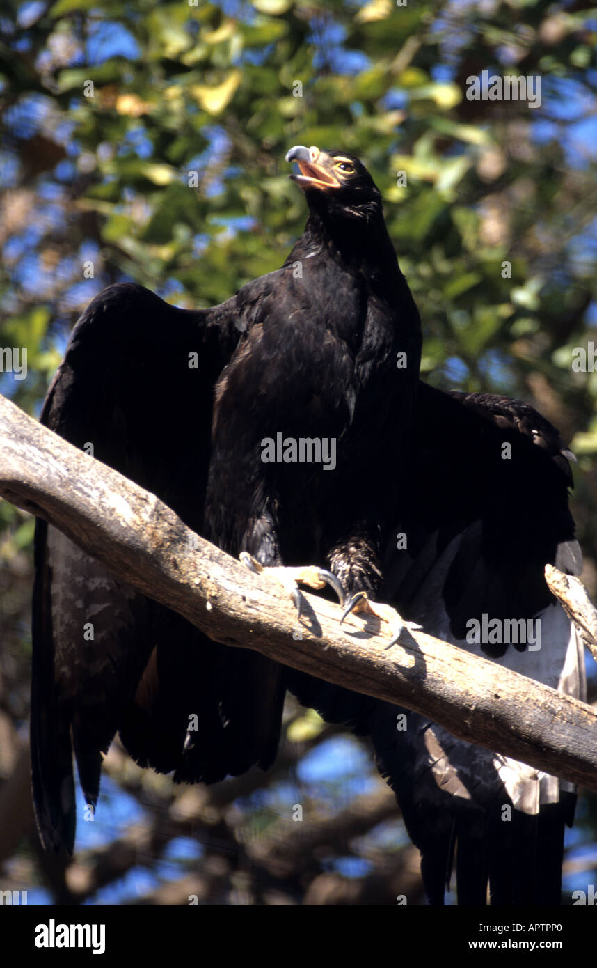 Wilderness bird hi-res stock photography and images - Alamy