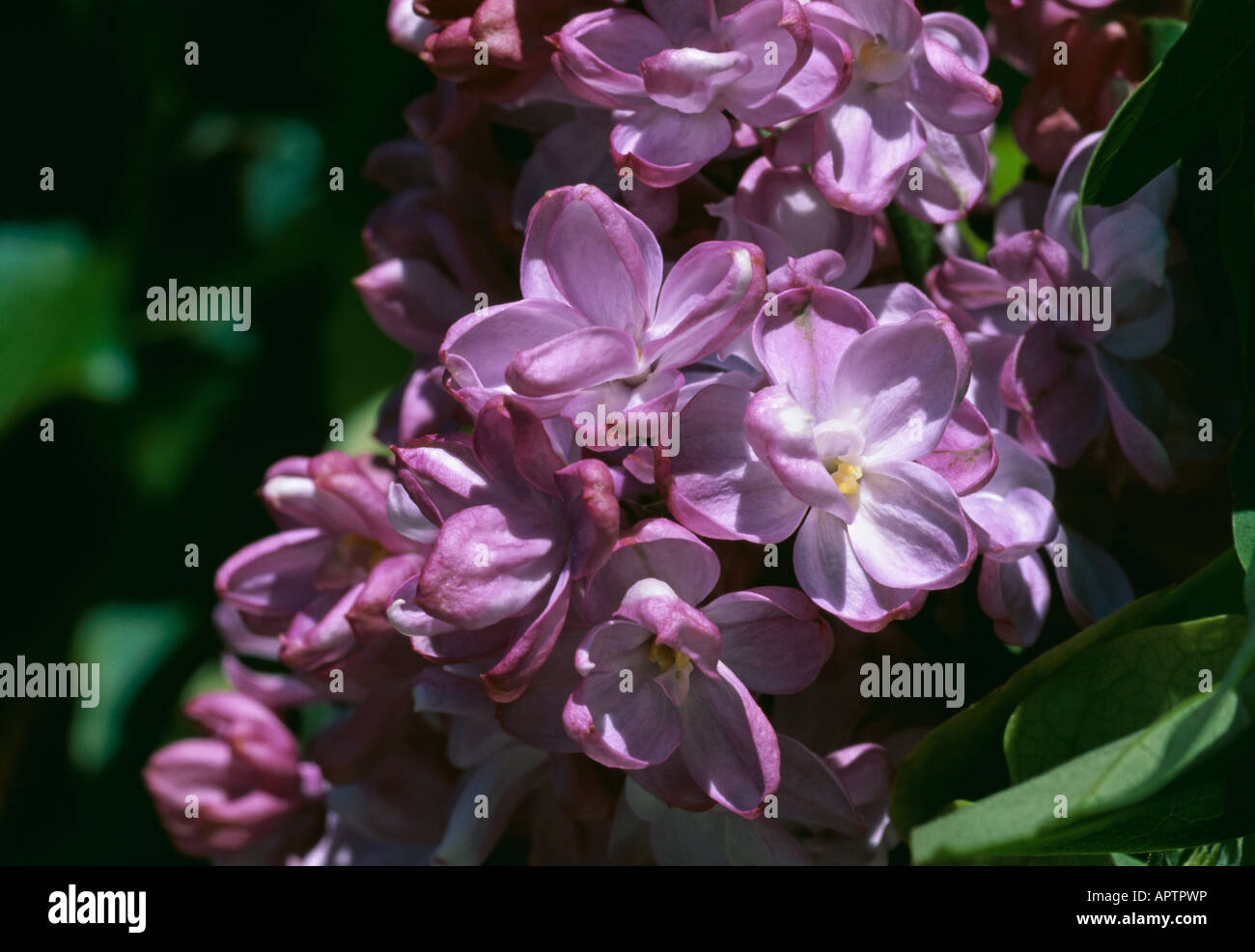 Syringa vulgaris purple lilac double spring cluster of small fragrant