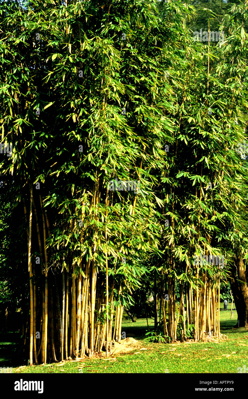 Live bamboo plants hires stock photography and images Alamy