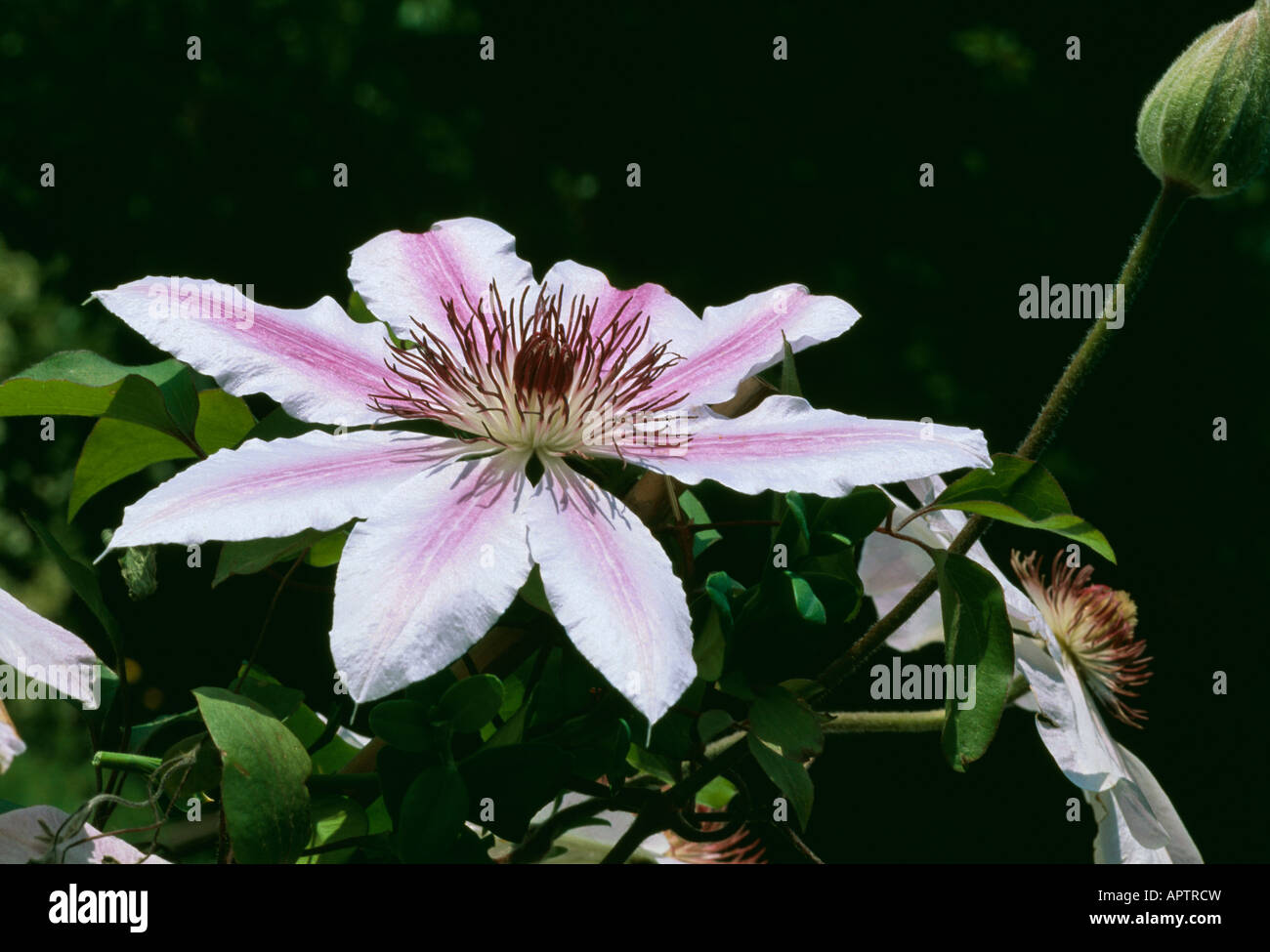 Clematis Nelly Moser rose mauve an attractive star invited in your garden Stock Photo