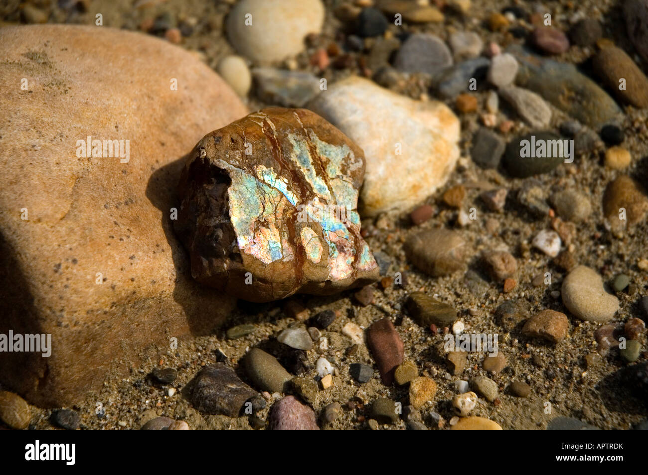 Ammolite High Resolution Stock Photography and Images - Alamy
