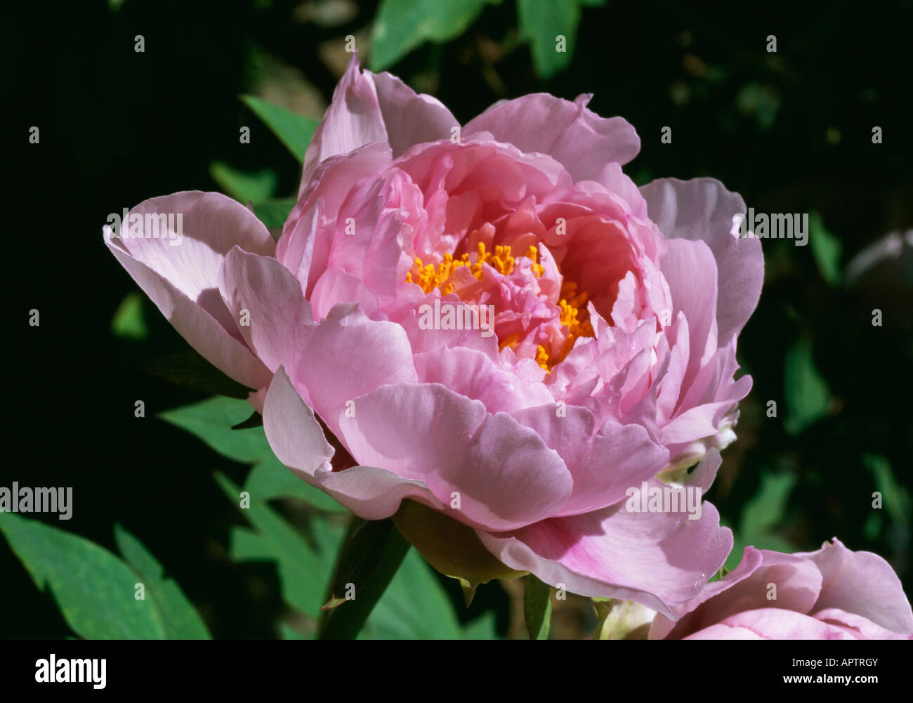 Paeonia pink Stock Photo