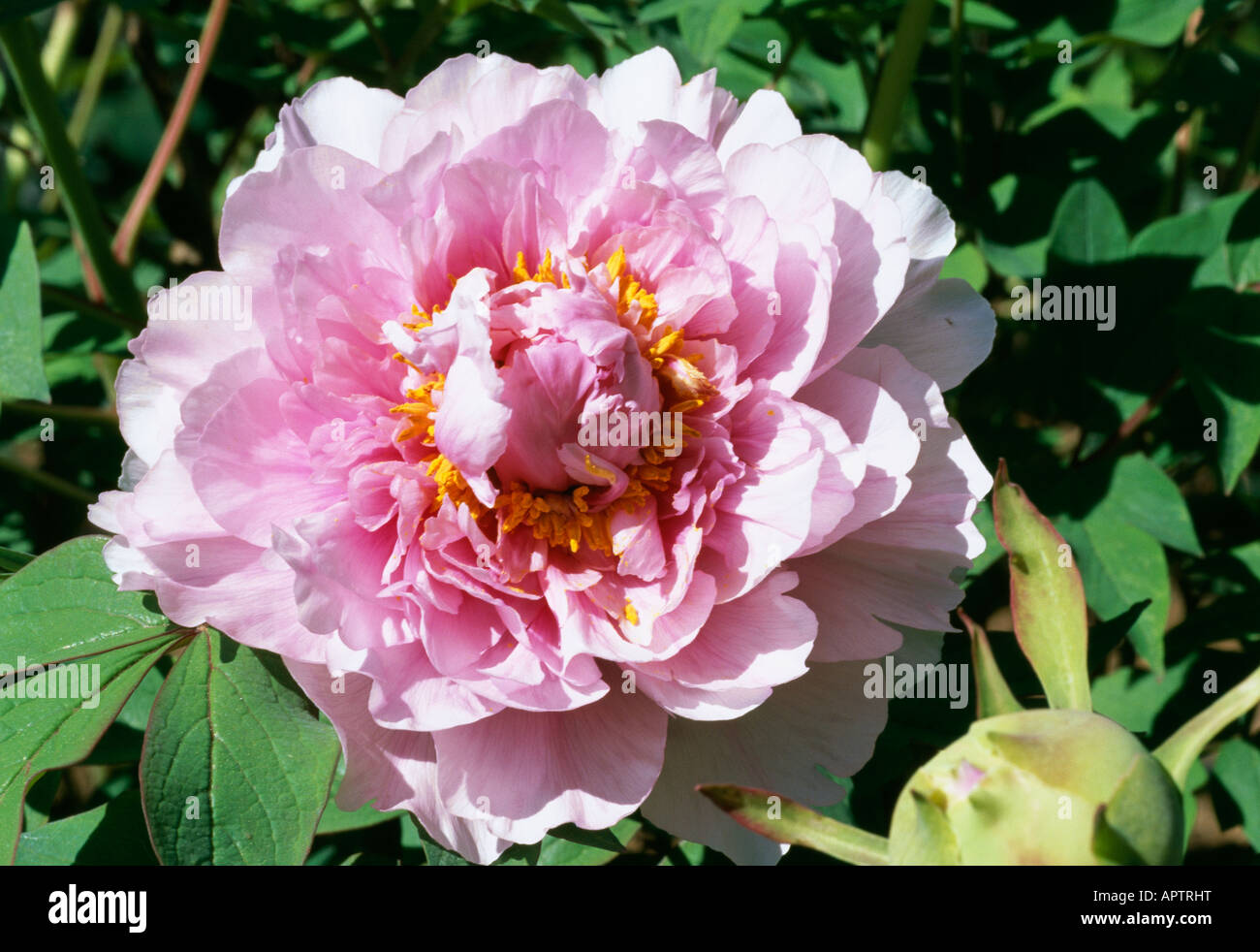 Paeonia pink Stock Photo
