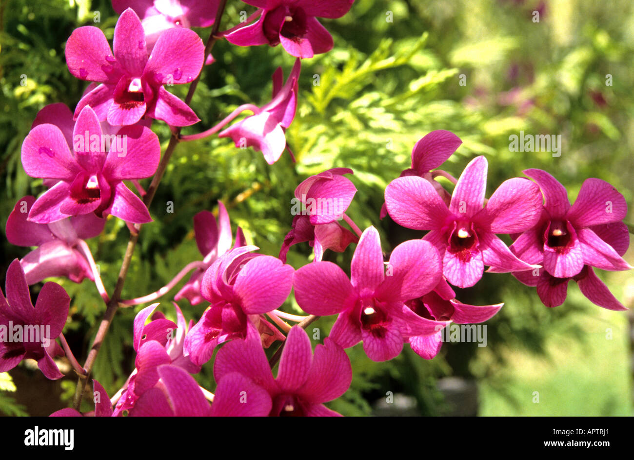Orchids Of China High Resolution Stock Photography and Images Alamy
