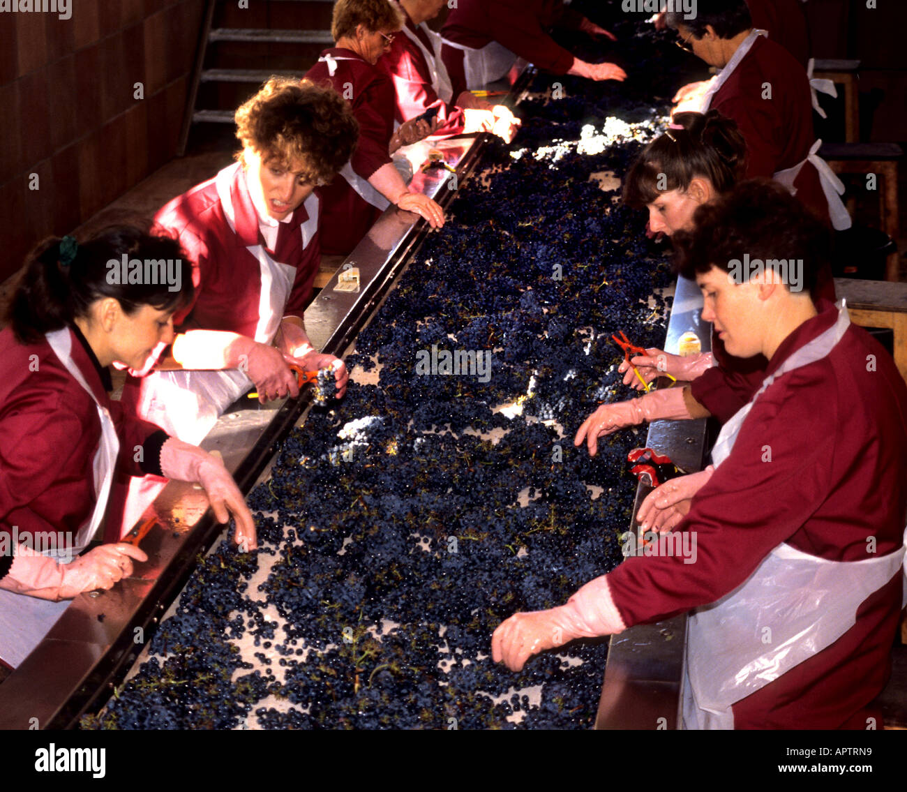 Pontet Chateau Medoc Cellar Cask Wine Bottler Production Stock