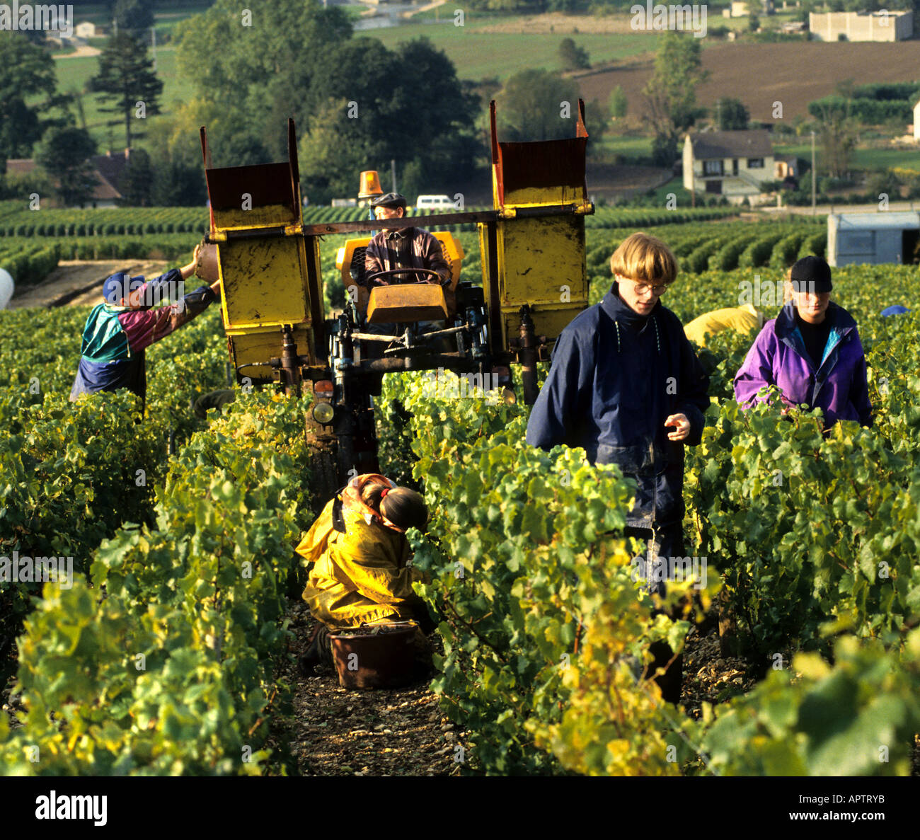 Burgundy vintage wine vineyard hi-res stock photography and images - Alamy