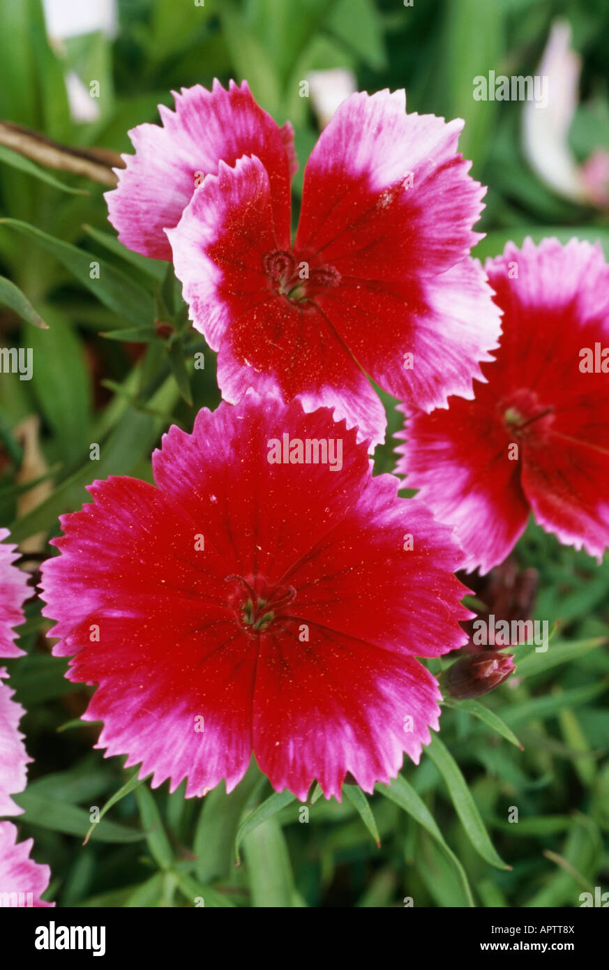 Dianthus barbatus red and pink sweet smelling delicate flower Stock Photo