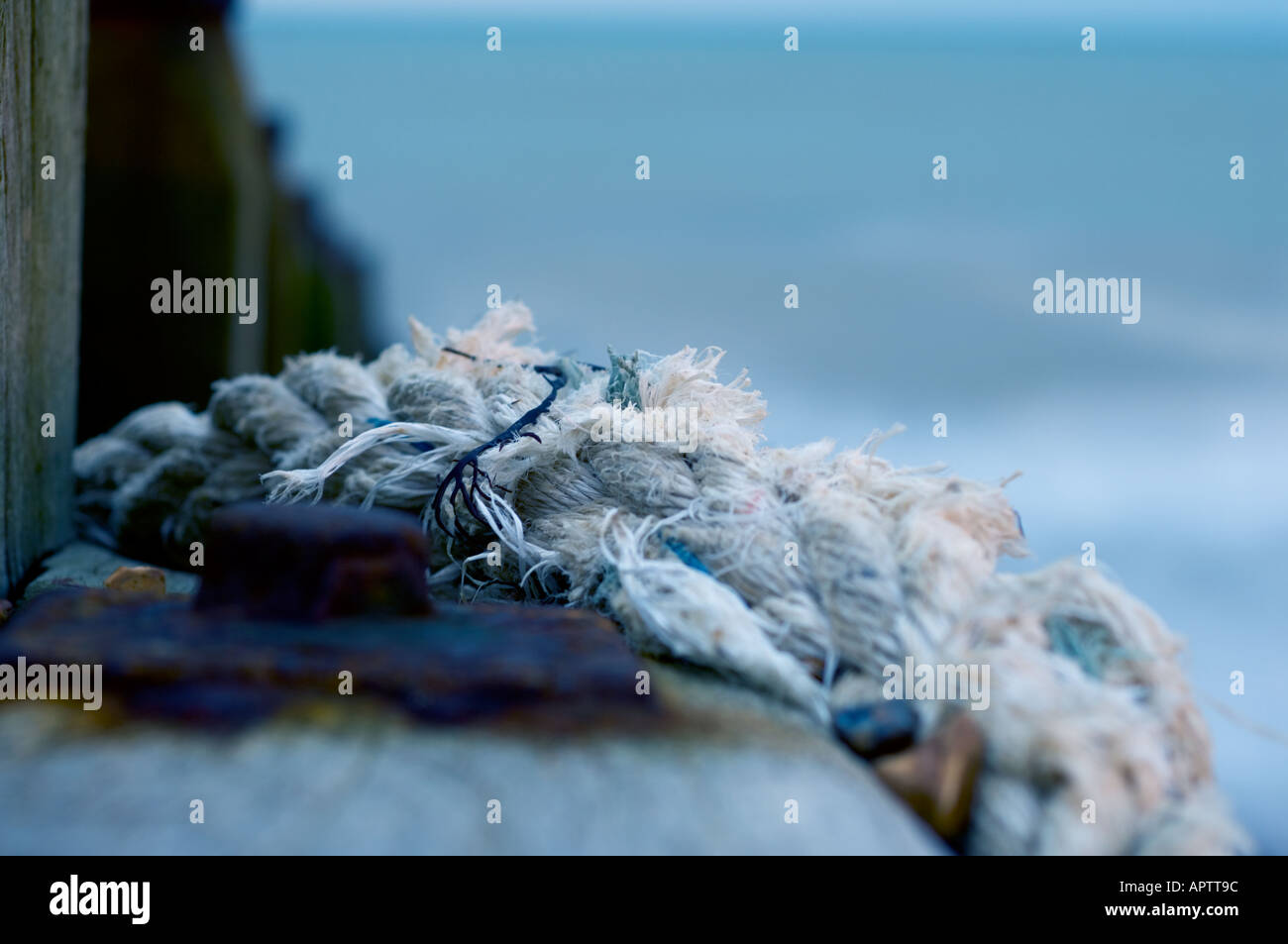 Petrified and weather beaten sea defence timbers with entangled rope on ...
