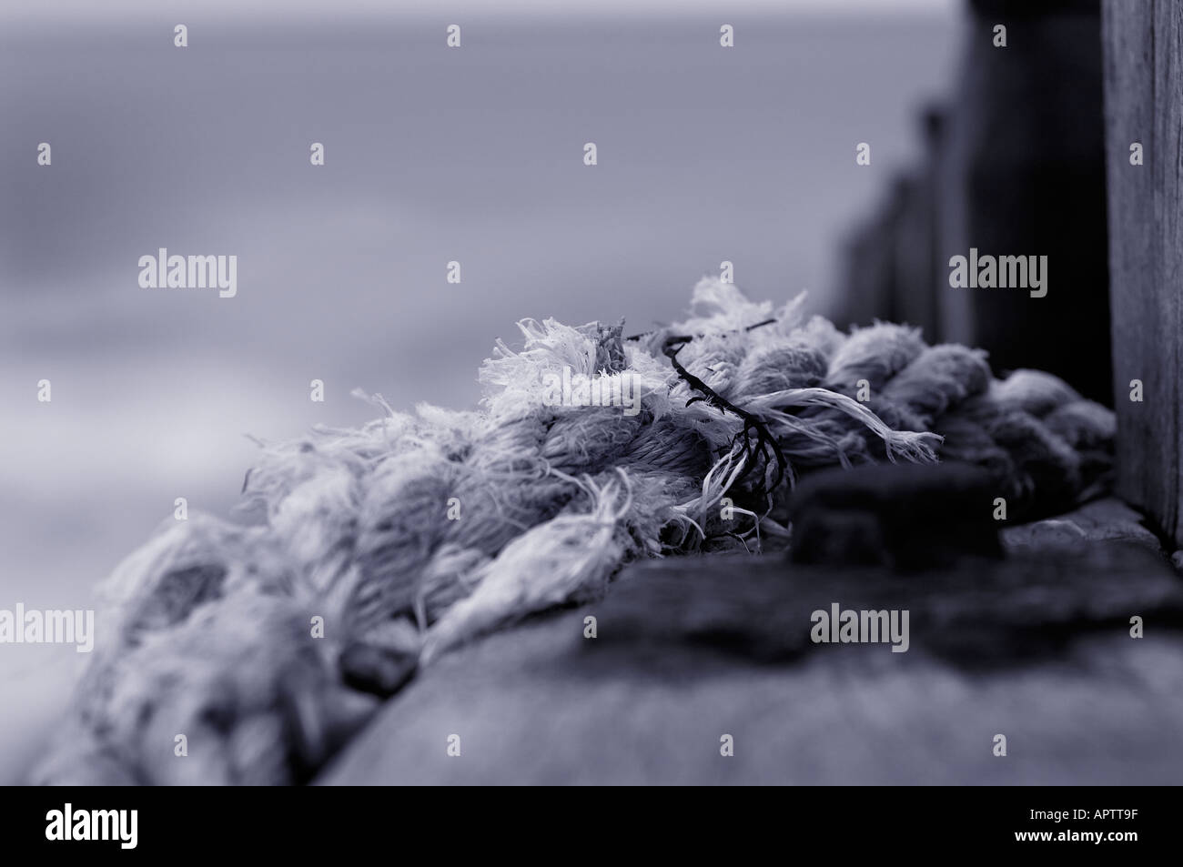 Petrified and weather beaten sea defence timbers with entangled rope on ...