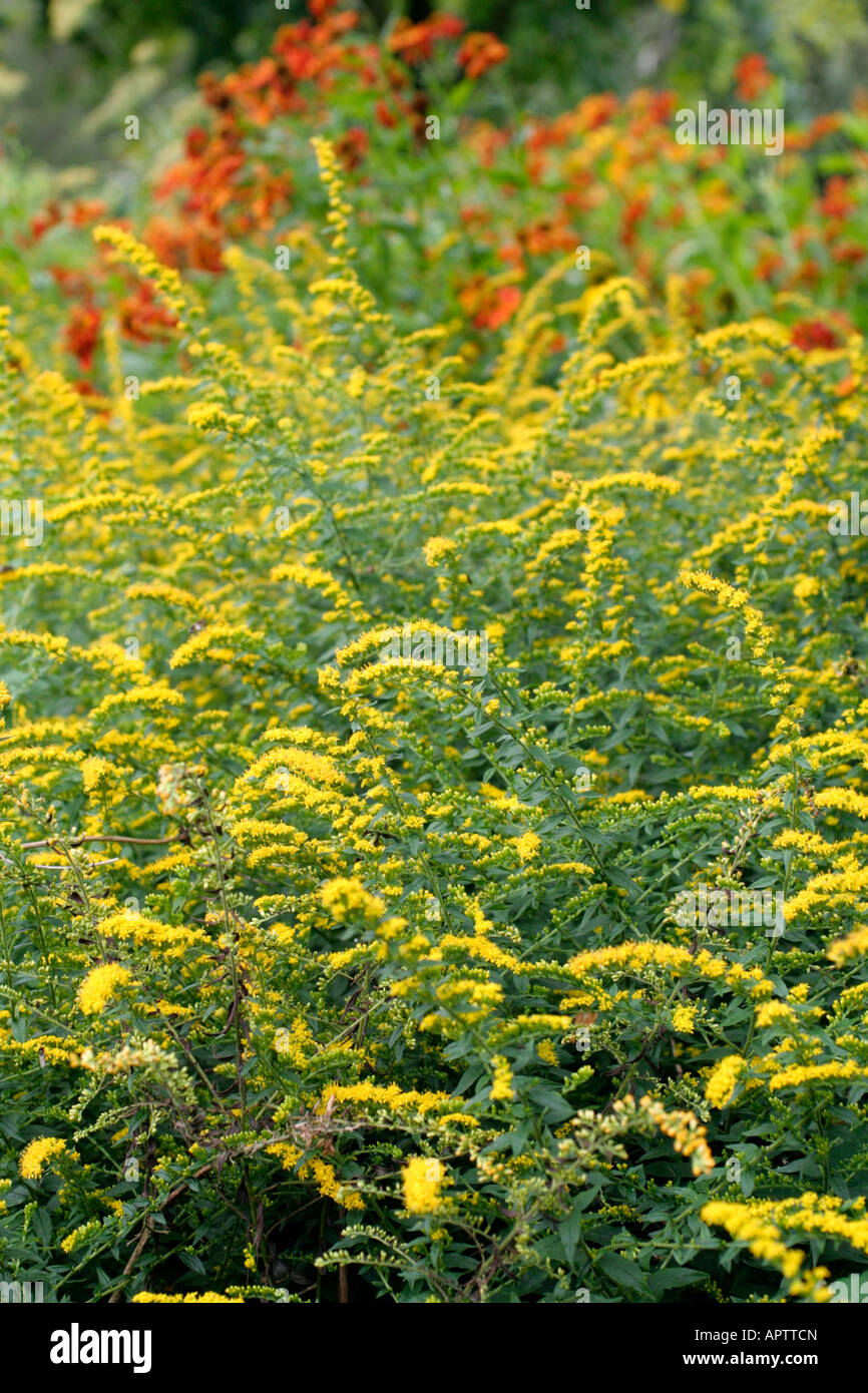 SOLIDAGO RUGOSA FIREWORKS IN EARLY SEPTEMBER Stock Photo
