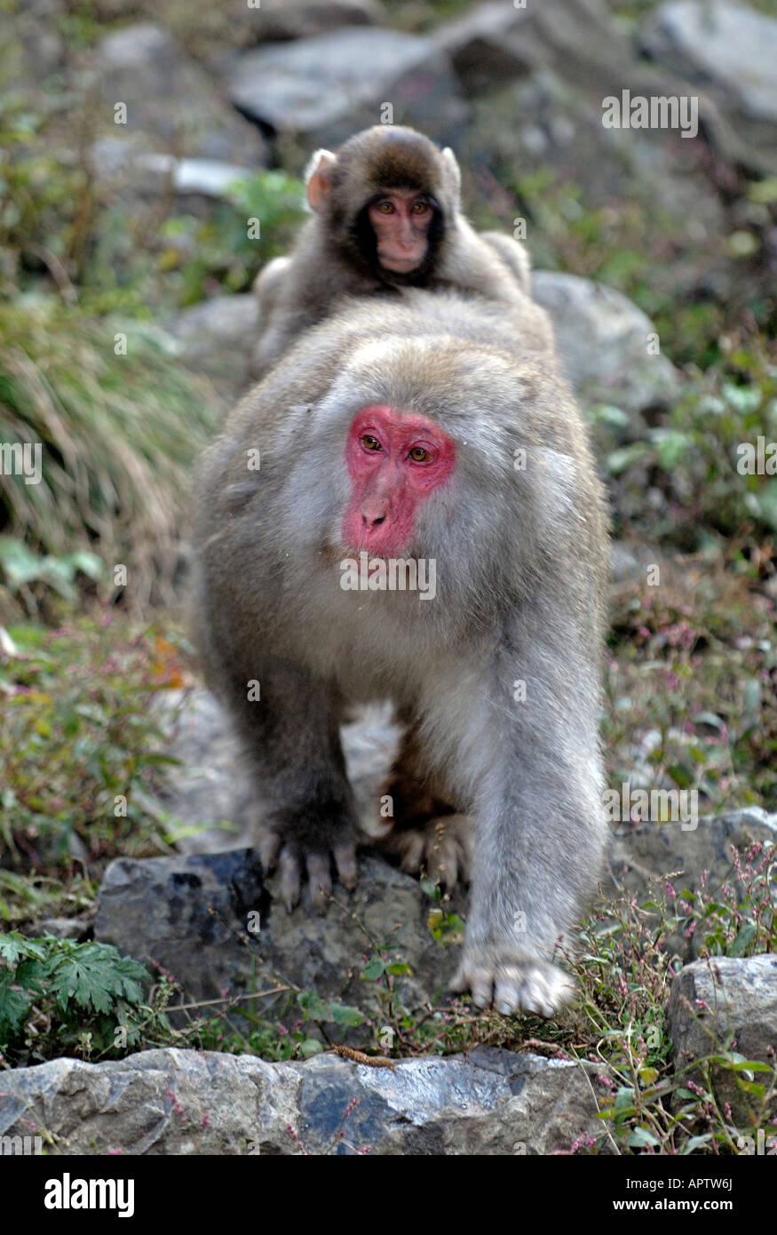 Little Japanese Macaque Macaca fuscata riding its mother back ...