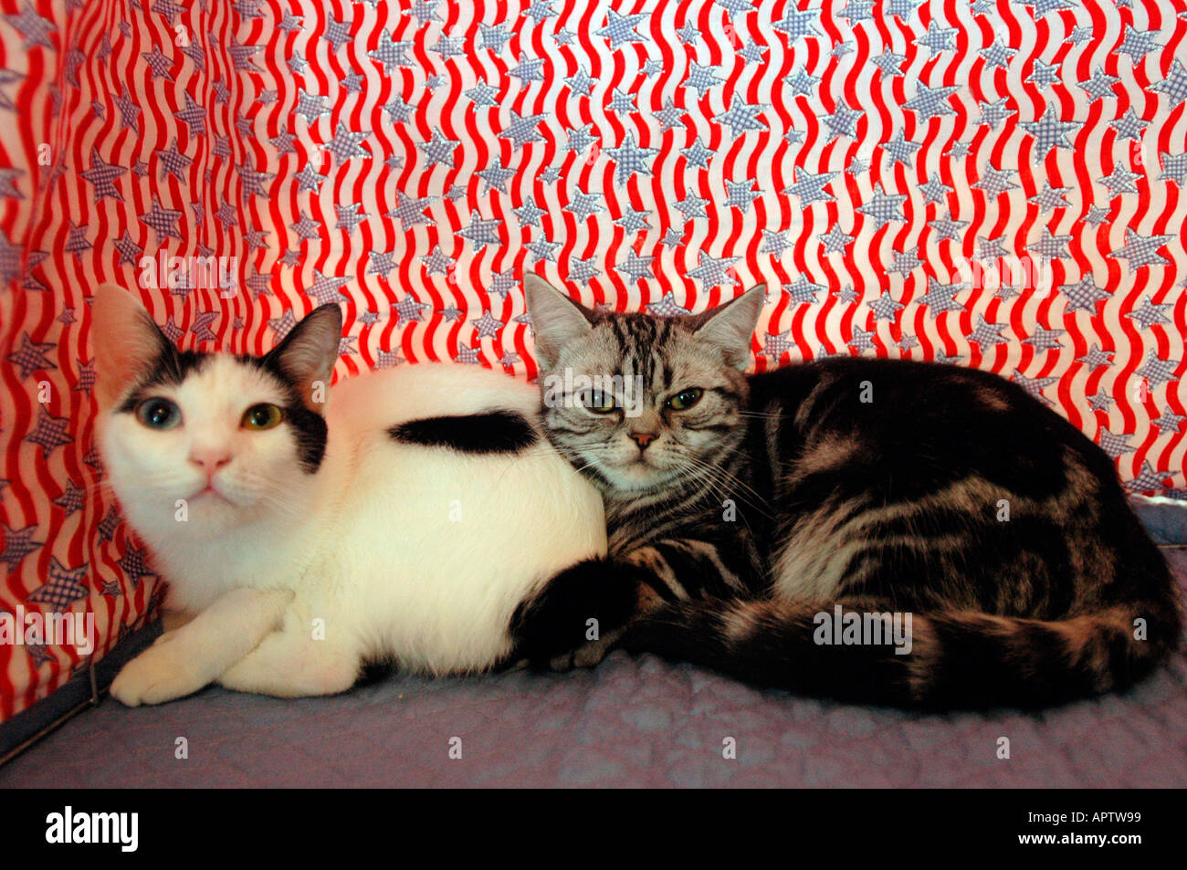 CFA Iams Cat Show Stock Photo Alamy