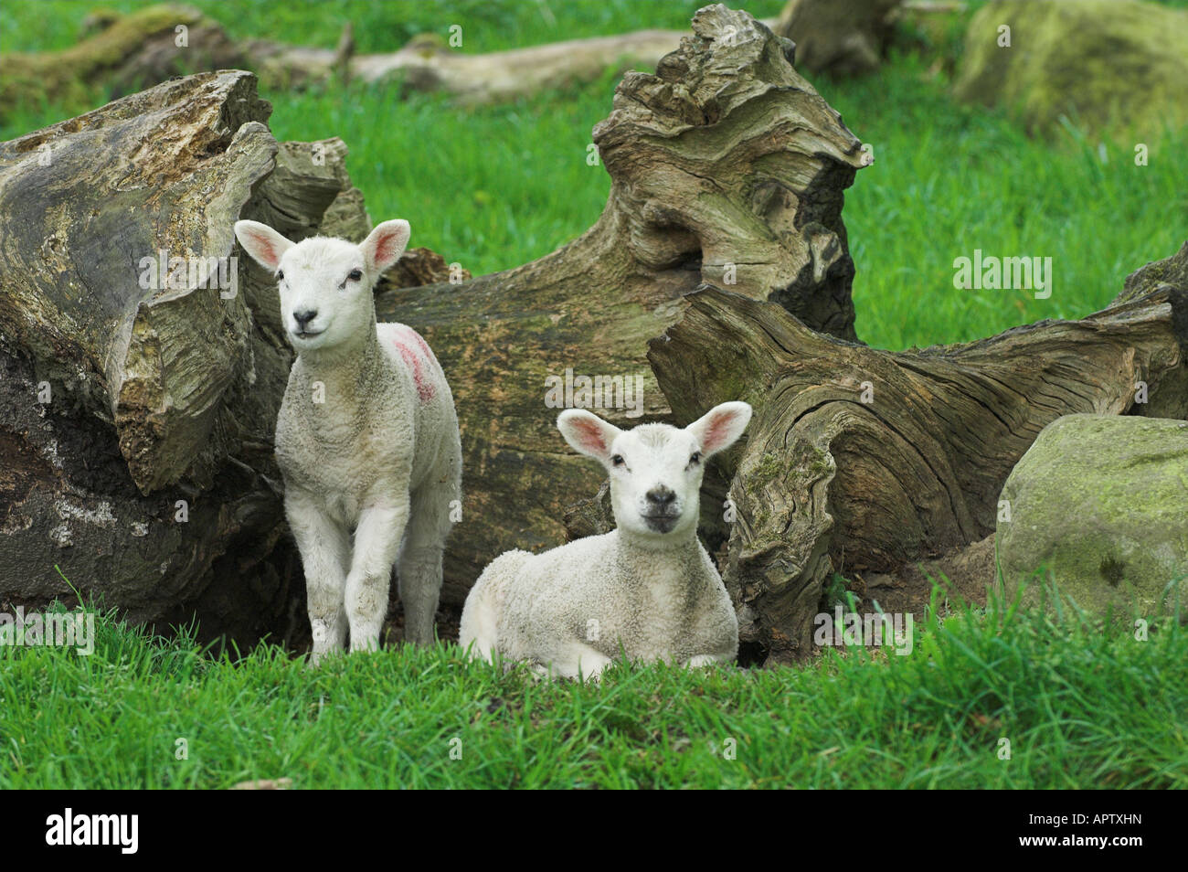 Texel crossbred lambs sheltering in roots of a fallen down tree , Northumberland Stock Photo