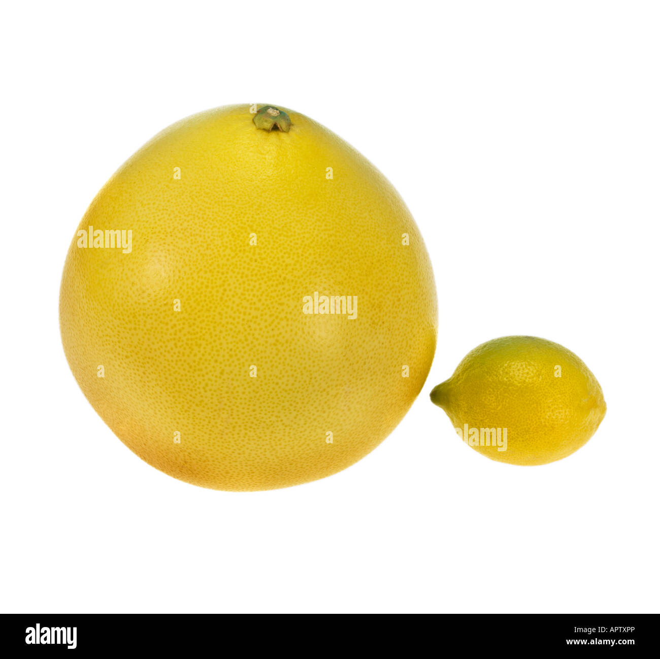 big chinese whole POMELO PUMMELO citrus fruit vitamin C in comparison