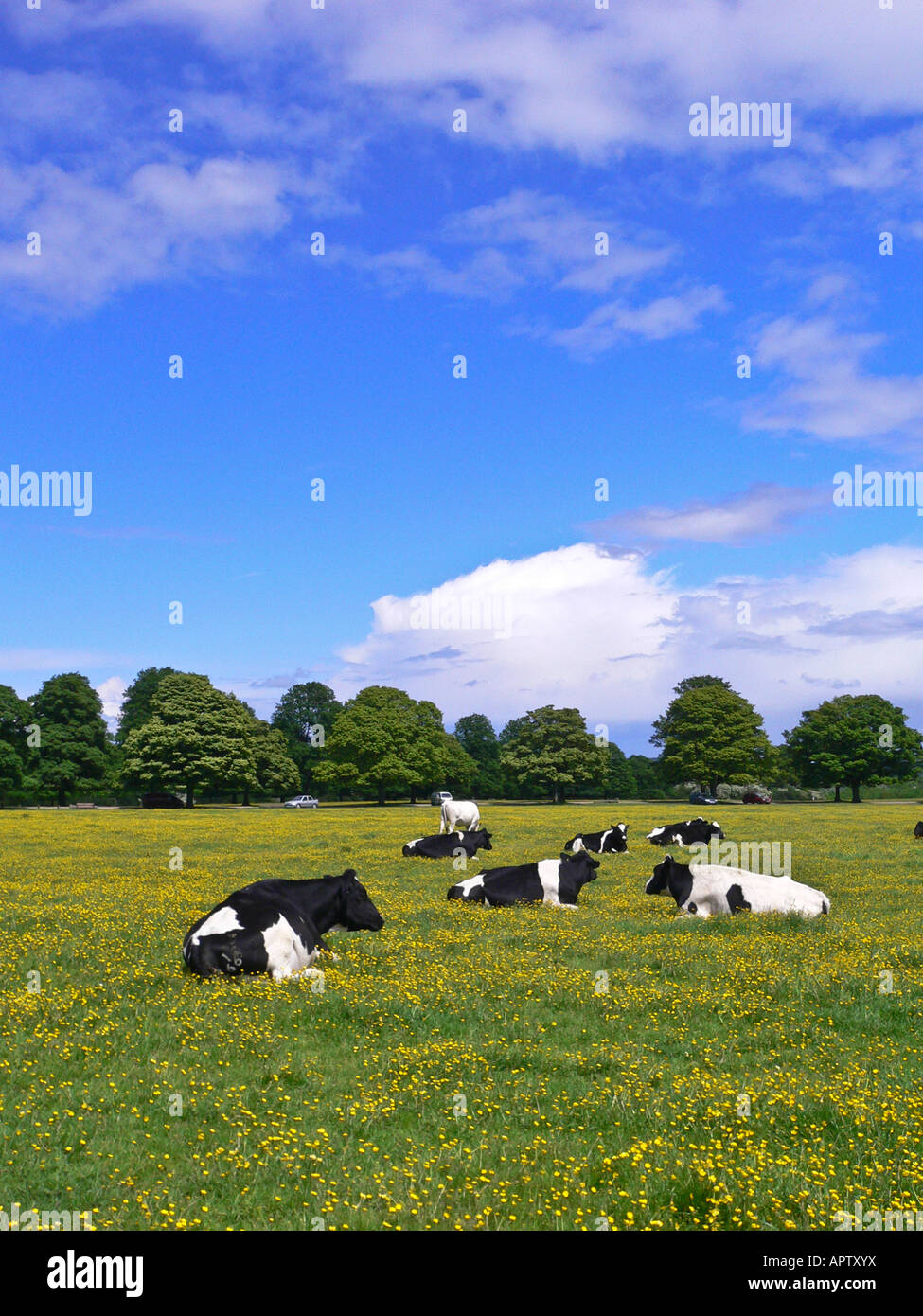 A pastoral English scene black and white cows lying down in a meadow ...