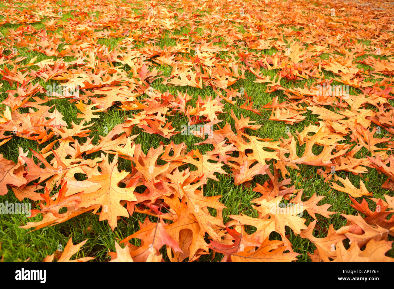 Fall Leaves on Grass Stock Photo
