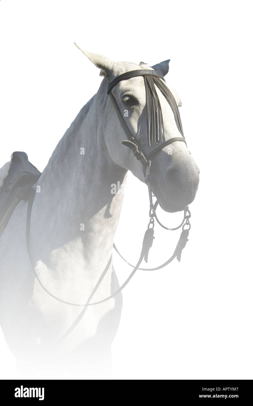Grey Horse Head Stock Photo