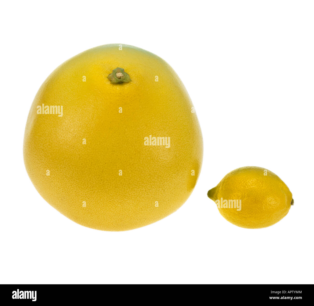 big chinese whole POMELO PUMMELO citrus fruit vitamin C in comparison